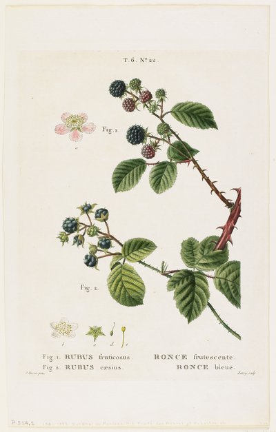 Ronce frutescente. Ronce bleue by Pancrace Bessa
